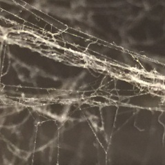 Spider Web IV