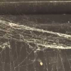 Spider Web III